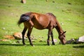 Feeding bay horse Royalty Free Stock Photo