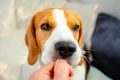 Feeding beagle dog with a treat from hand Royalty Free Stock Photo
