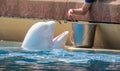 Feeding a beluga whale Royalty Free Stock Photo