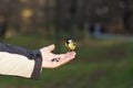 Feeding a bird on hand Royalty Free Stock Photo
