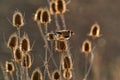 Feeding bird at sunset. European goldfinch or simply goldfinch Carduelis carduelis