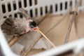 Feeding bird after treatment of Air Sac Rupture in Birds, baby Red-whiskered bulbul injury after attack by cat