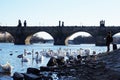 Feeding birds in the Czech Republic in Prague on the Vltava river.