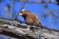 House sparrow waiting for the bird feeder to refill