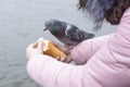 Feeding the birds Royalty Free Stock Photo