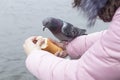 Feeding the birds Royalty Free Stock Photo