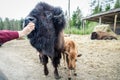 Feeding the bison family
