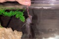 Feeding black axolotl