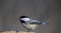 Feeding Black-capped Chickadee Royalty Free Stock Photo