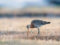 Feeding black-tailed godwit in a grassy setting