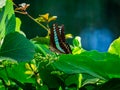 Bluebottle butterfly feeding on flower buds 7