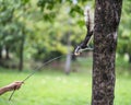 feeding bread to wild squirrel in park