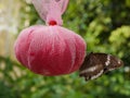 Feeding butterfly Royalty Free Stock Photo