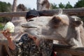 Feeding the camel with cabbage. Camel head.