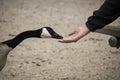 Feeding a Canadian goose. Royalty Free Stock Photo