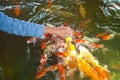 Feeding Carp fish