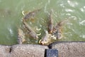 Feeding carp fish in pond