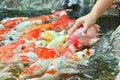 Feeding carp by hand