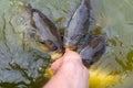 Feeding carp by hand