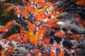 Feeding carp / koi fish in pond / pool Royalty Free Stock Photo