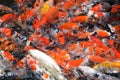 Feeding Carp / Koi Fish In Pond / Pool
