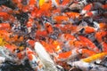 Feeding Carp / Koi Fish In Pond / Pool