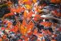 Feeding carp / koi fish in pond / pool Royalty Free Stock Photo