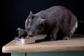 Feeding the Cat Royalty Free Stock Photo