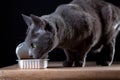 Feeding the Cat Royalty Free Stock Photo
