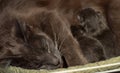 Feeding the cat with newborn kitten in a cage Royalty Free Stock Photo