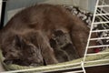 Feeding the cat with newborn kitten in a cage Royalty Free Stock Photo