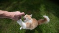 Feeding cat Royalty Free Stock Photo