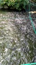 feeding catfish using manufactured pellets