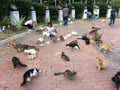 Feeding cats in public park