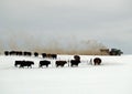 Feeding the Cattle