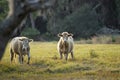 Feeding of cattle on farmland grassland. Milk cows grazing on green farm pasture on warm summer day Royalty Free Stock Photo