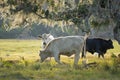 Feeding of cattle on farmland grassland. Milk cows grazing on green farm pasture on warm summer day Royalty Free Stock Photo