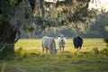 Feeding of cattle on farmland grassland. Milk cows grazing on green farm pasture on warm summer day Royalty Free Stock Photo