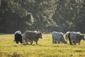 Feeding of cattle on farmland grassland. Milk cows grazing on green farm pasture on warm summer day Royalty Free Stock Photo