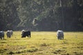 Feeding of cattle on farmland grassland. Milk cows grazing on green farm pasture on warm summer day Royalty Free Stock Photo