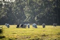 Feeding of cattle on farmland grassland. Milk cows grazing on green farm pasture on warm summer day Royalty Free Stock Photo