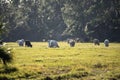 Feeding of cattle on farmland grassland. Milk cows grazing on green farm pasture on warm summer day Royalty Free Stock Photo