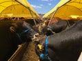 Cattles at livestock market