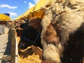 Cattles at livestock market