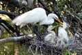 Feeding the chicks