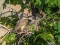 Feeding Chicks Royalty Free Stock Photo