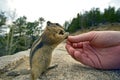 Feeding Chipmunk Royalty Free Stock Photo