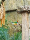 Feeding colorful tropical bird Amadina Qulda Erythrura gouldiae Royalty Free Stock Photo