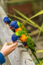 Feeding Colourful Parrot Rainbow Lorikeets Royalty Free Stock Photo