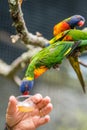 Feeding Colourful Parrot Rainbow Lorikeets Royalty Free Stock Photo